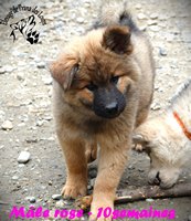 chiot eurasier